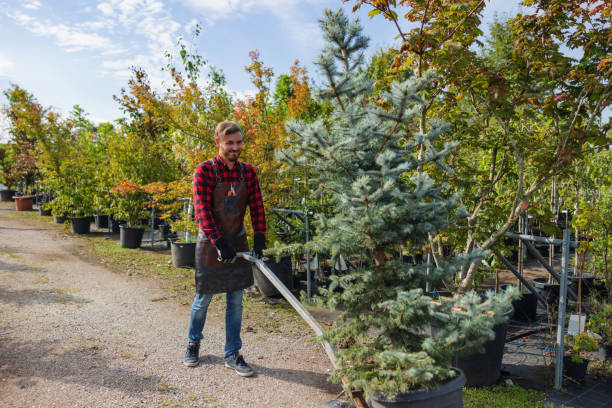 Best Emergency Tree Removal  in USA